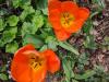 Webp.net-resizeimage-4