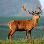 Ullswater wild life